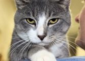 Sips & Strays Raises Funds for FSPCA