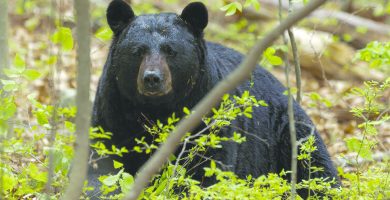 Hungry Bears on the Move as Spring Arrives