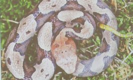 Expert teaches Fluvanna about snakes