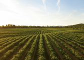 Farming in Virginia, the perks and challenges