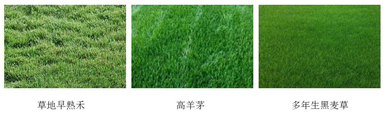 1724720433194885.jpg 足球场草坪建植的冷季型草.jpg