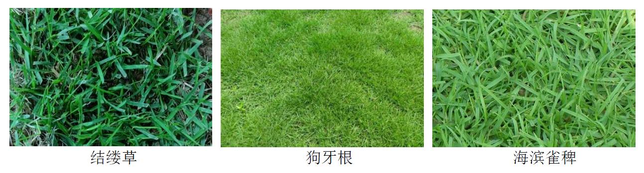 1724720512559210.jpg 足球场草坪建植的暖季型草.jpg